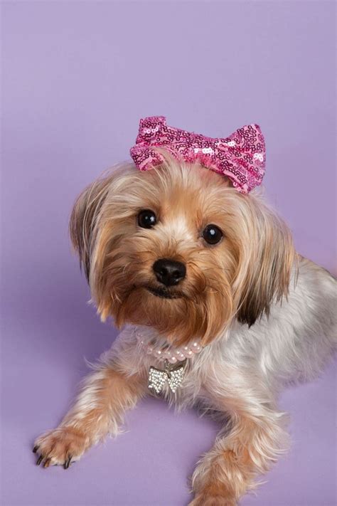 Hi, I am Linda and I specialize in Chocolates and Chocolate Parti Yorkshire Terriers (Yorkies) I am from the small community of Pecan Grove in Richmond, Texas near Houston. . Yorkies of houston